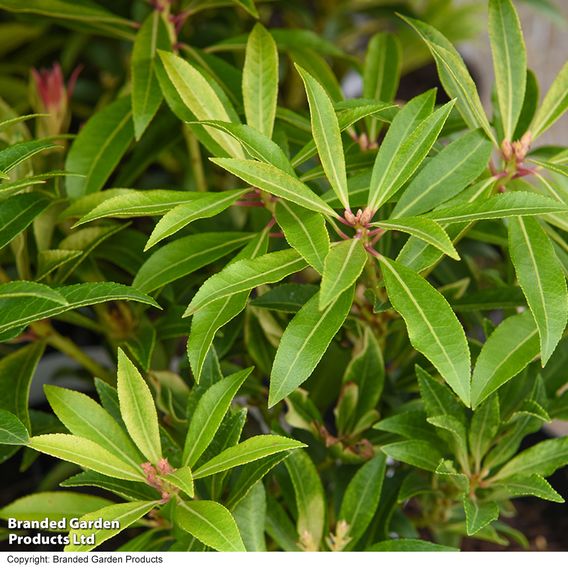 Pieris 'Forest Flame'