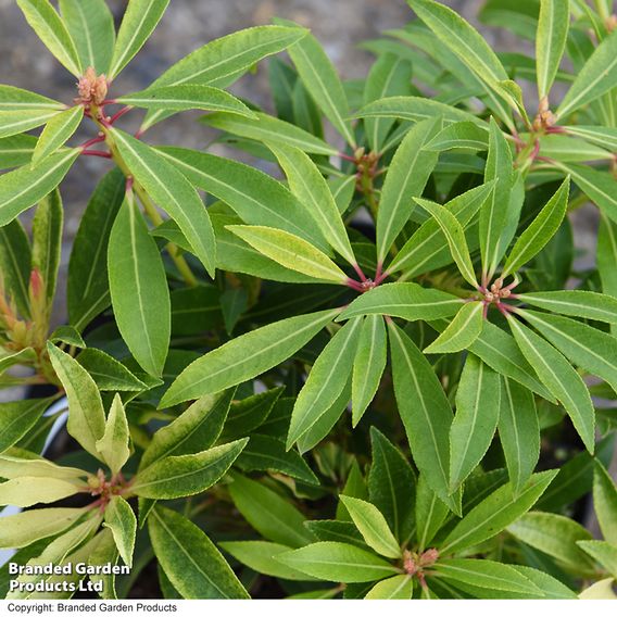 Pieris 'Forest Flame'