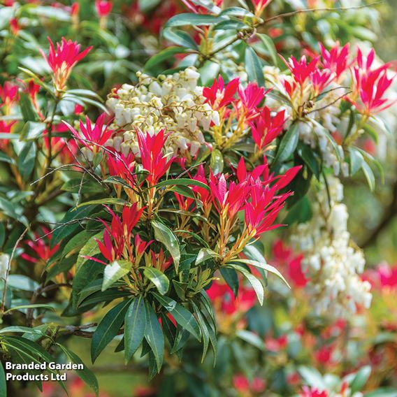 Pieris 'Forest Flame'
