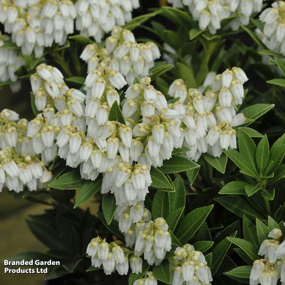 Pieris japonica 'Mountain Fire'