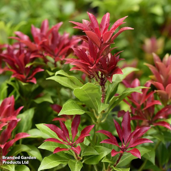Pieris japonica 'Mountain Fire'
