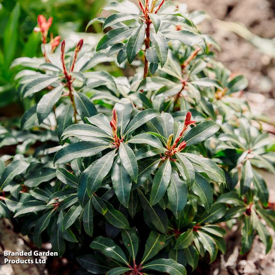 Pieris japonica 'Mountain Fire'