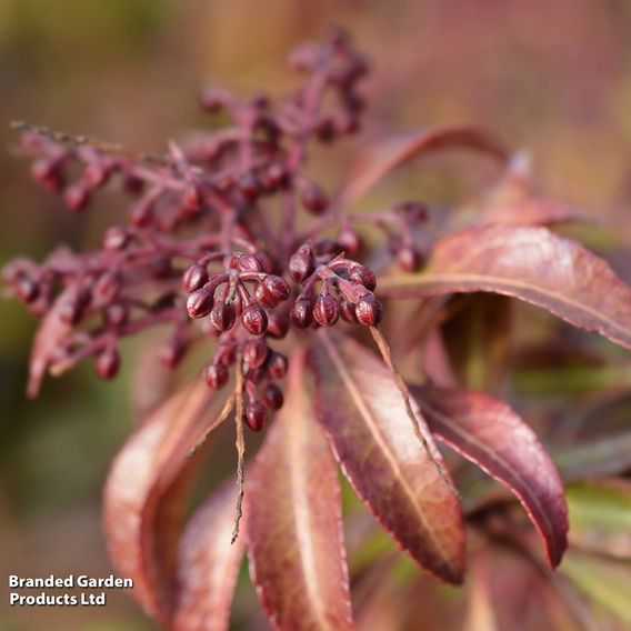 Pieris japonica 'Mountain Fire'