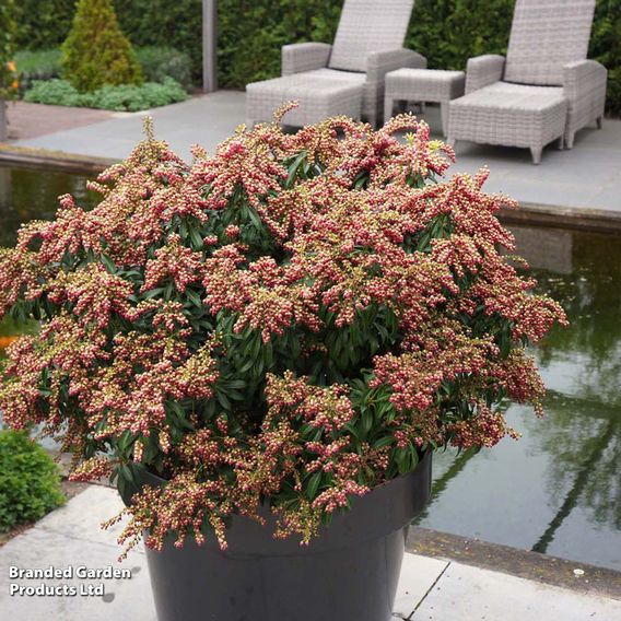 Pieris japonica 'Passion'