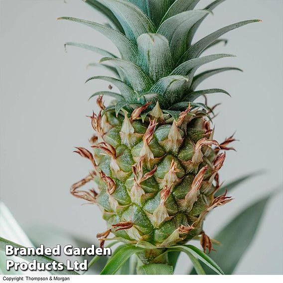 Houseplant Pineapple