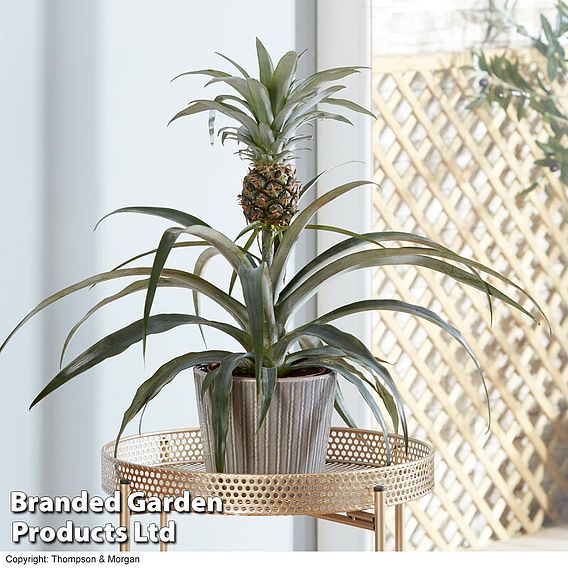 Houseplant Pineapple