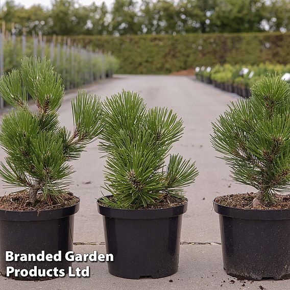 Pinus heldreichii 'Malinkii'