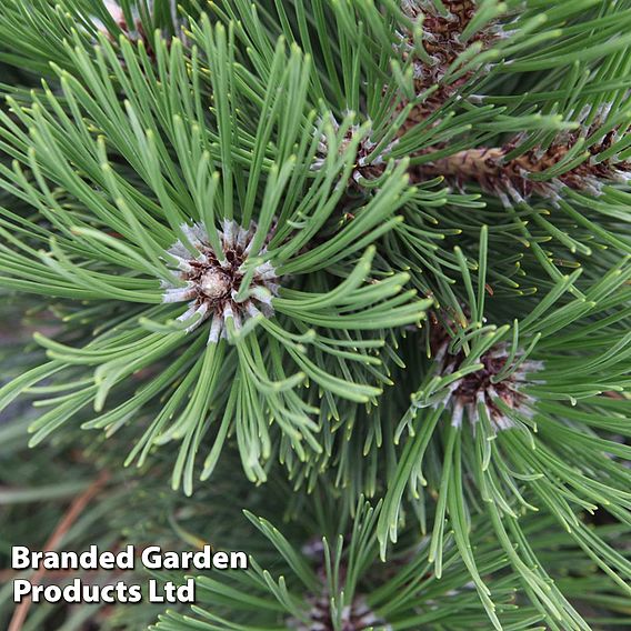 Pinus heldreichii 'Malinkii'