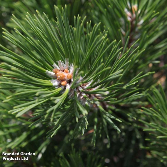 Pinus mugo 'Gnom'