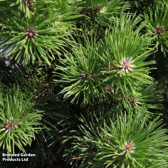 Pinus mugo 'Gnom'