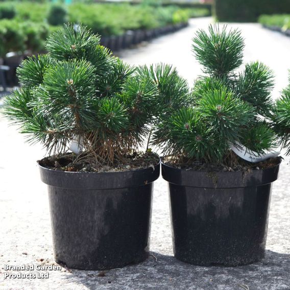 Pinus mugo 'Green Pearl'