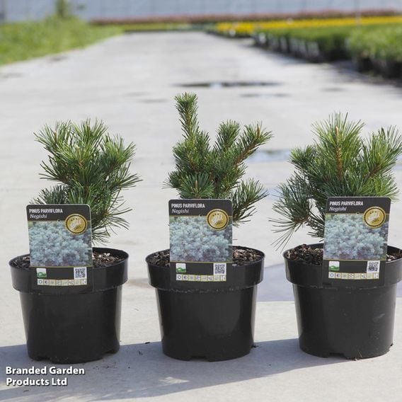 Pinus parviflora 'Negishi'