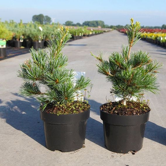 Pinus parviflora 'Negishi'