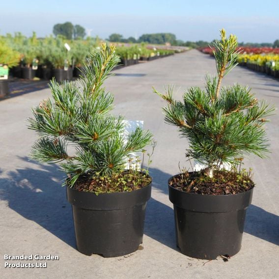 Pinus parviflora 'Negishi'