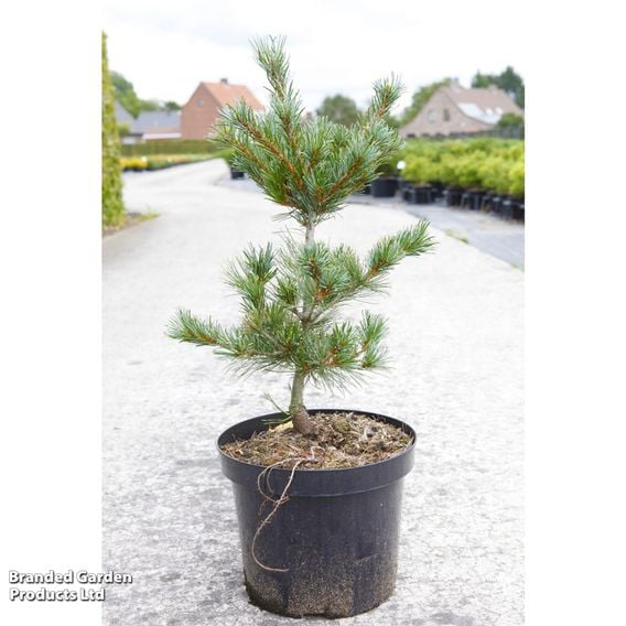 Pinus parviflora 'Negishi'