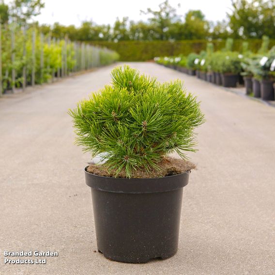 Pinus mugo 'Ophir'