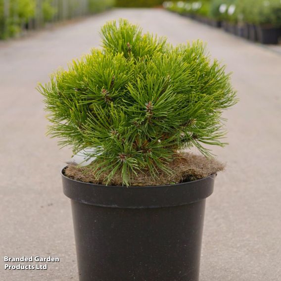 Pinus mugo 'Ophir'