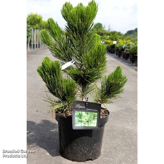 Pinus heldreichii 'Satellit'