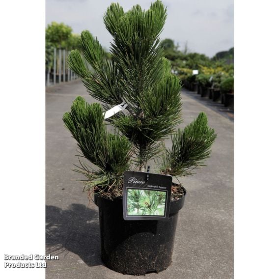 Pinus heldreichii 'Satellit'