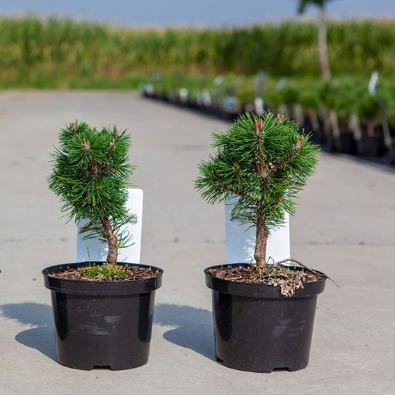 Pinus mugo 'Sherwood Compact'