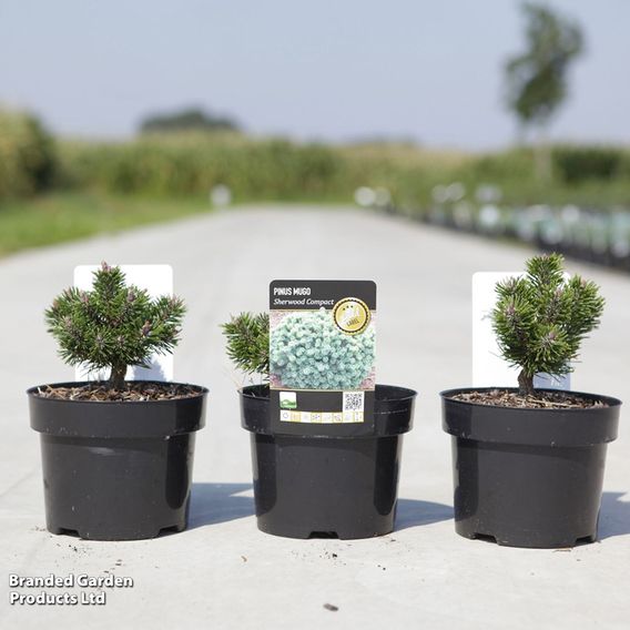 Pinus mugo 'Sherwood Compact'