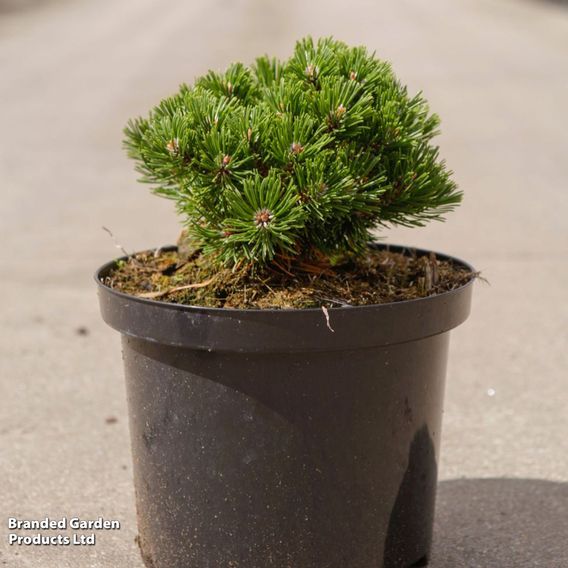 Pinus mugo 'Sherwood Compact'