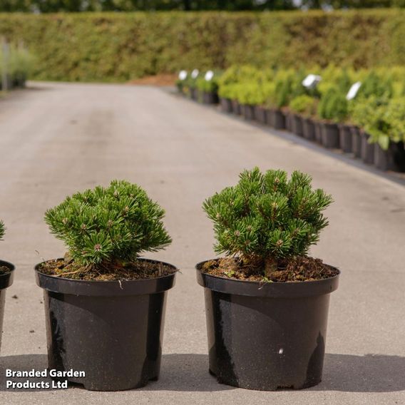 Pinus mugo 'Sherwood Compact'