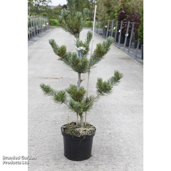 Pinus parviflora 'Tempelhof'