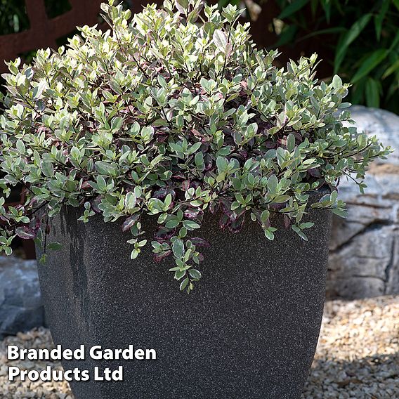 Pittosporum tenuifolium 'Bannow Bay'