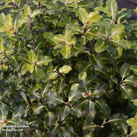 Pittosporum tenuifolium 'Gold Star'