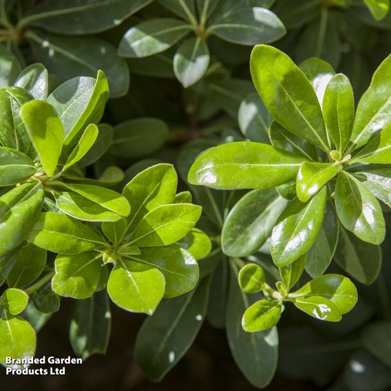 Pittosporum tobira 'Nanum'
