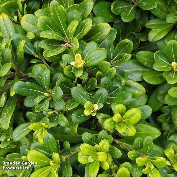 Pittosporum tobira 'Nanum'