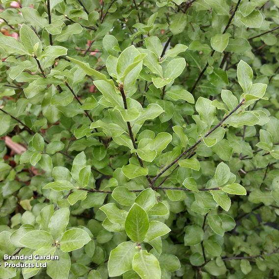 Pittosporum tenuifolium 'Wrinkled Blue'