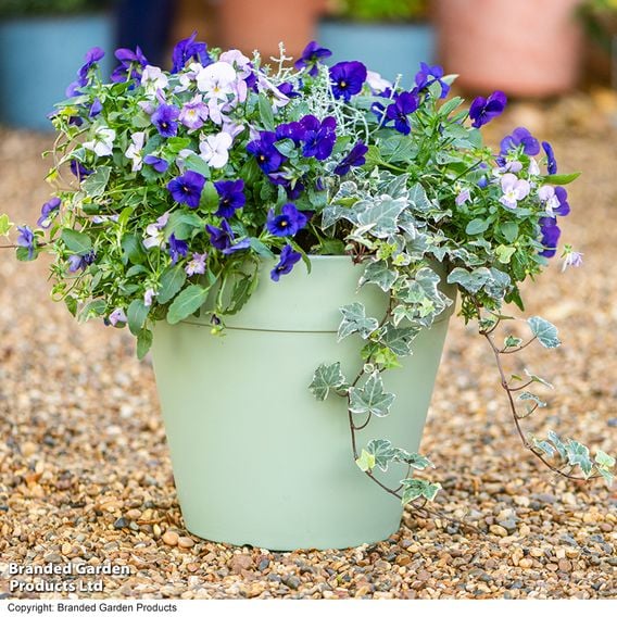 Garden Gear - Lucena Laurel Matte Green Planter