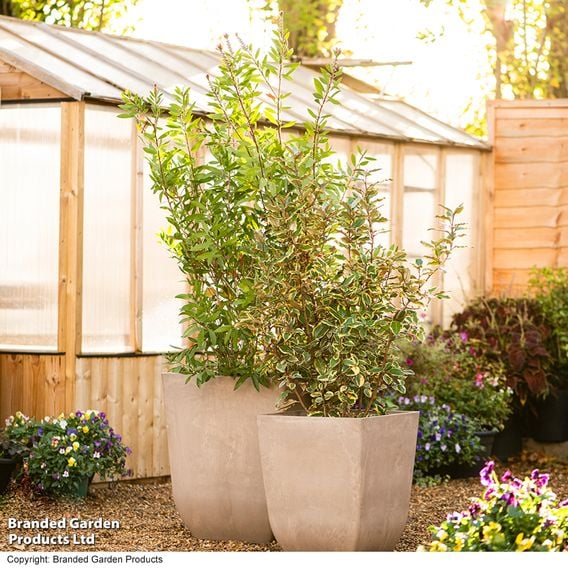 Garden Gear - Tuscany Marble & Stone Effect Planter