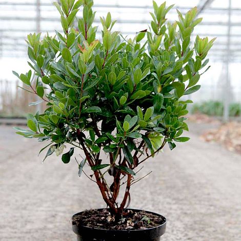 Arbutus unedo 'Rubra'