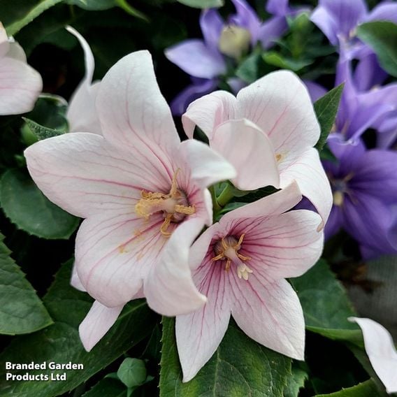 Summer Perennial Plant Bundle