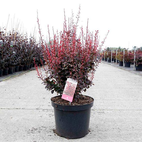 Berberis thunbergii f. atropurpurea 'Rosy Rocket'