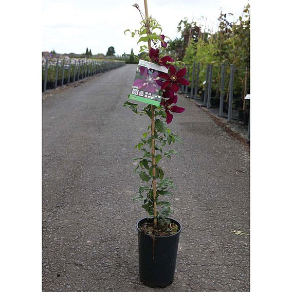 Clematis 'Niobe'