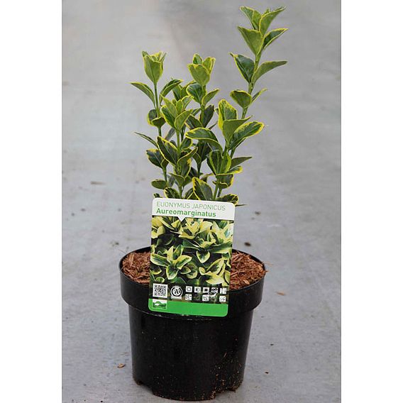 Euonymus japonicus 'Aureomarginatus'