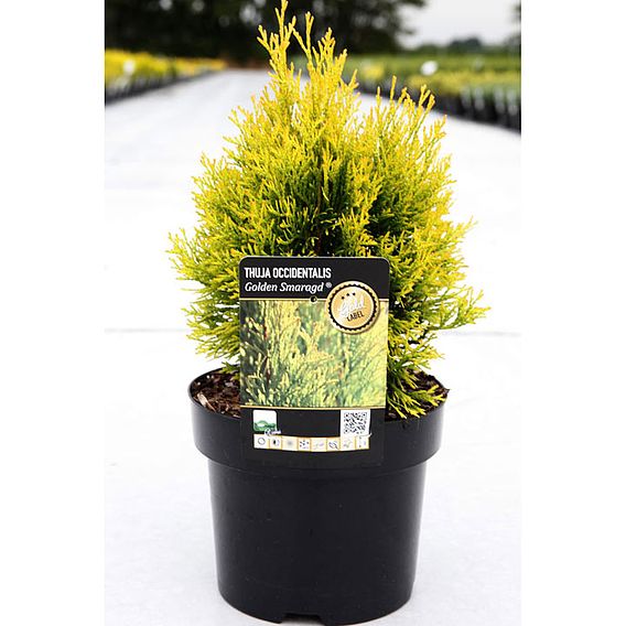 Thuja occidentalis 'Golden Smaragd'