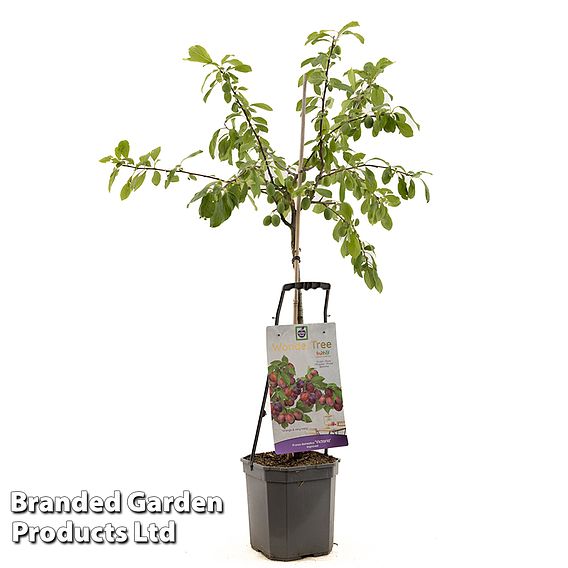 Plum 'Wonder Tree Victoria' (Patio Plum)