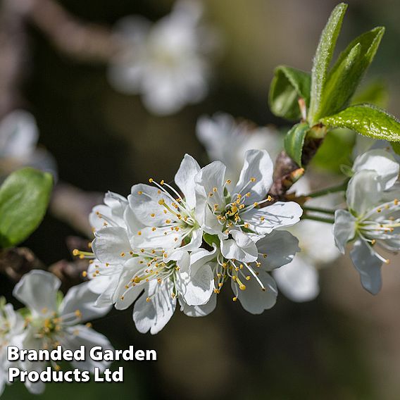 Plum 'Victoria'