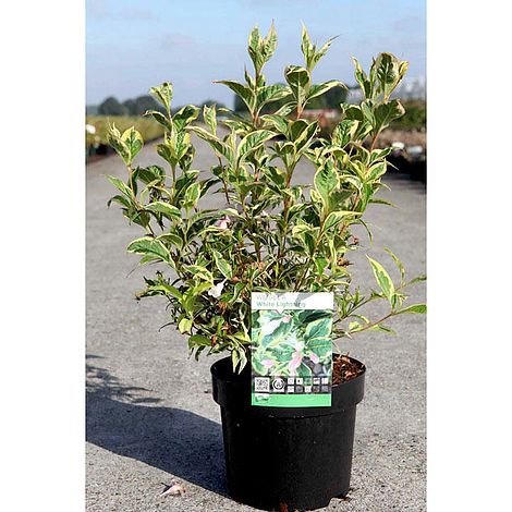 Weigela 'White Lightning'