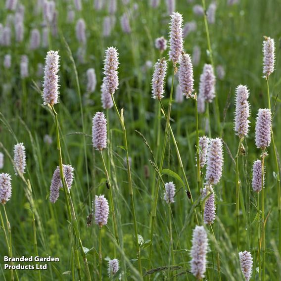 Polygonum bistorta (Marginal Aquatic)