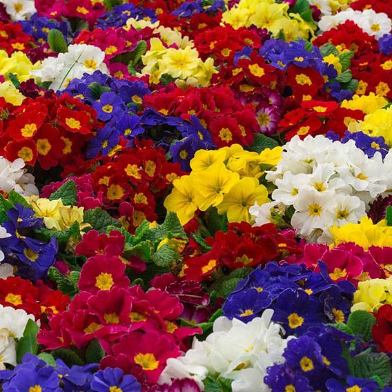 Polyanthus Plants - Crescendo Mix