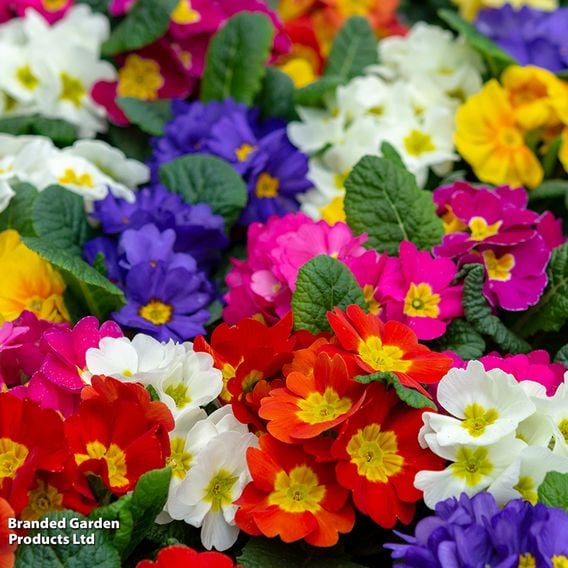 Winter Rainbow Bumper Bedding Collection