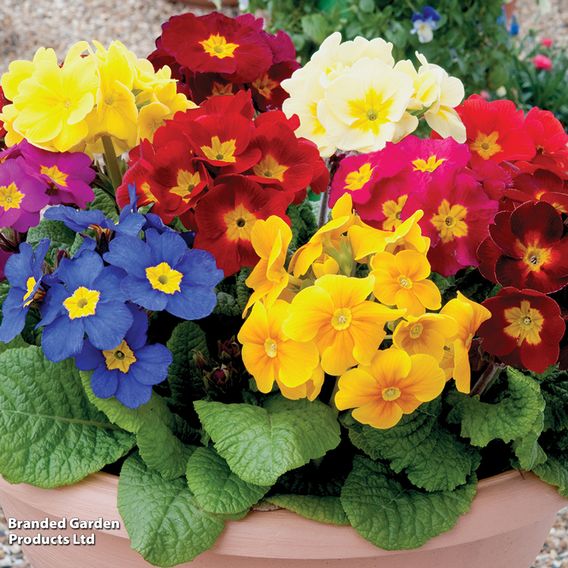 Polyanthus eliator 'Crescendo® Mixed' F1 Hybrid