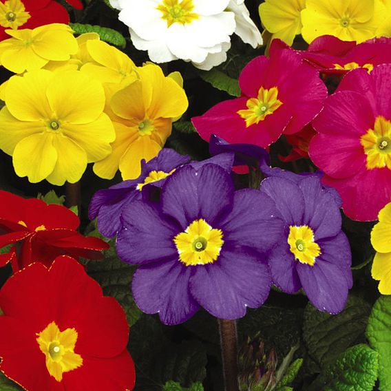 Polyanthus Plants - Crescendo Mix