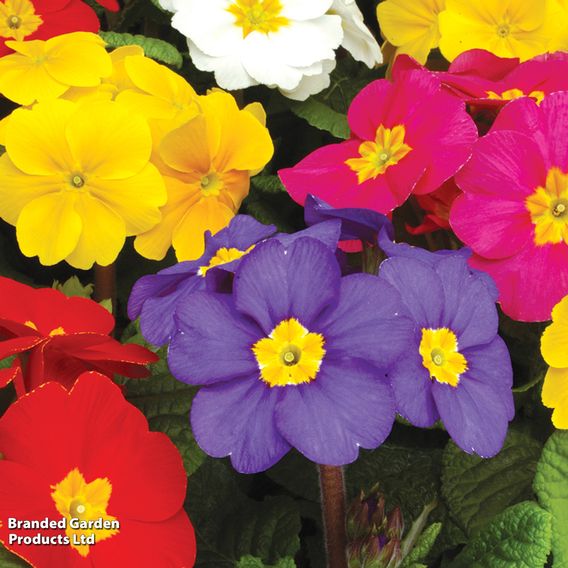 Polyanthus eliator 'Crescendo® Mixed' F1 Hybrid